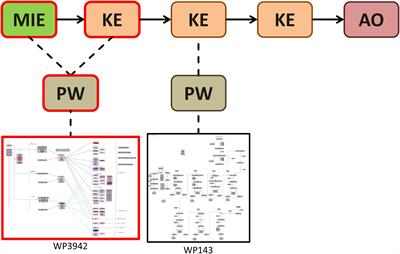 Introducing WikiPathways as a Data-Source to Support Adverse Outcome Pathways for Regulatory Risk Assessment of Chemicals and Nanomaterials